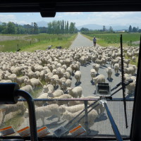 Manifestation de moutons !