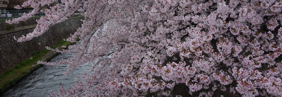 Kyoto – 3 avril 2013