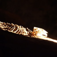 Mort de faim sûrement