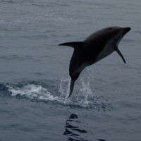 Saute petit dauphin !
