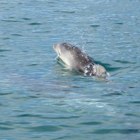 Bébé dauphin !